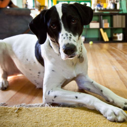 DogWatch of Central PA, Altoona, Pennsylvania | Indoor Pet Boundaries Contact Us Image