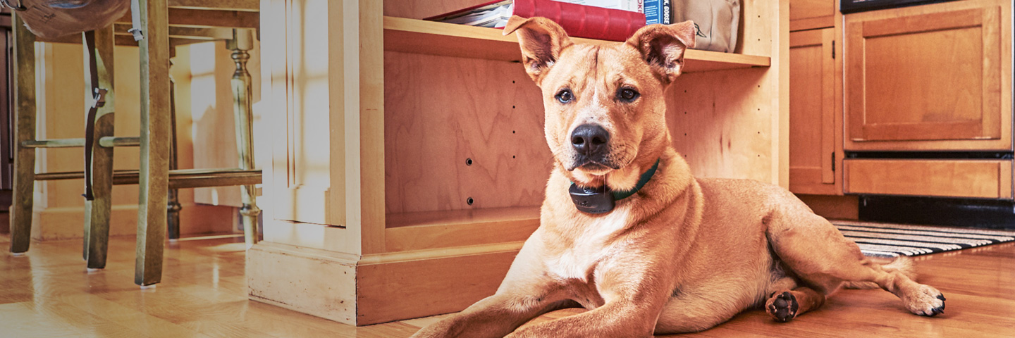 DogWatch of Central PA, Altoona, Pennsylvania | Indoor Pet Fences Slider Image